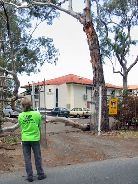 Tree Risk Assessment | Summer Branch Drop? Being assessed by an Australian with a mullet
